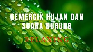 Tertidur Dalam Waktu Kurang Dari 3 Menit Dengan Gemercik Hujan dan Suara Burung #relaxing