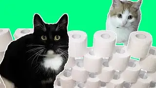 КОТЫ ПРОТИВ СТЕНЫ из  БУМАГИ  ЧЕЛЛЕНДЖ!