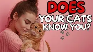 10 SURPRISING Things Your Cat Knows About You