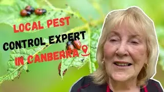 Local Pest Control Expert in Canberra | A1 Pest Control Canberra