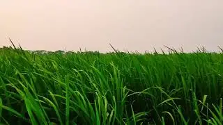 Village Nature View ! Bangladesh ❣️