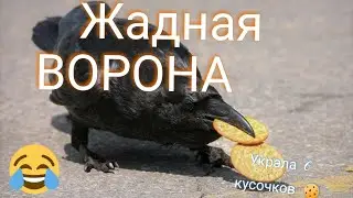 Жадная Ворона/😂😂 ОЧЕНЬ СМеШНО #nerusskii #смех #топворона
