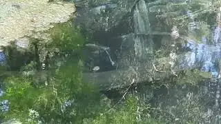 Saula Siniallikad