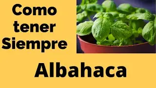Siembra albahaca en casa