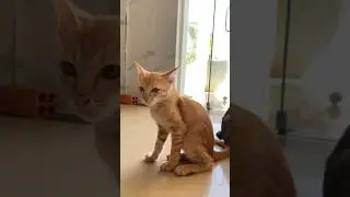Orange Cat and its daddy #shorts #orangecat