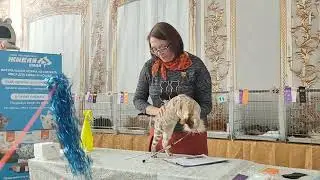 выставка кошек по системе ICU