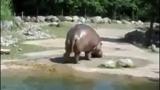 la scorreggia di un ippopotamo ASSURDO!!!