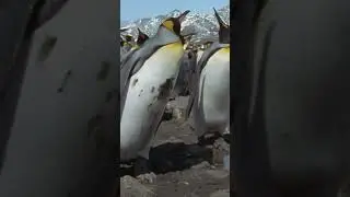 Find out how a penguin might deal with its first day back to school! #AnimalLOL #NatGeoKids