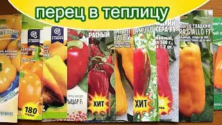 Крупноплодный толстостенный перец для теплицы / Почему замачиваю семена