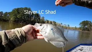 Slayer LC Shad Crappie Bait/Great Clear To Light Stain Water Bait Color