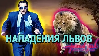 Некоторые нападения львов на людей