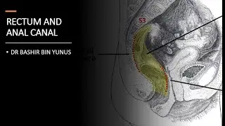 ANATOMY OF THE RECTUM AND ANAL CANAL