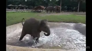 Baby Elephant Playing #animal #elephant