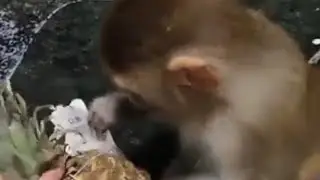 بچه میمون و خوراکی مورد علاقه ان چیست