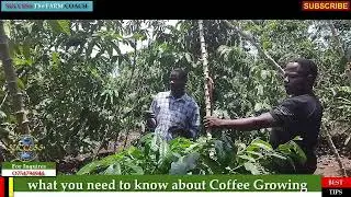 COFFEE GROWING IN MUBENDE DISTRICT!! pt one
