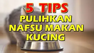5 Cara Ampuh Pulihkan Hilangnya Nafsu Makan Pada Kucing