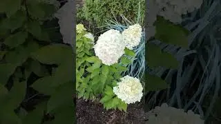 Гортензия Мейджикал Мунлайт.