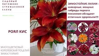 РОЯЛ КИС зимостойкие лилии