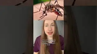 Primul caz de febră West Nile confirmat în Moldova