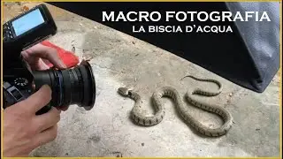 HO FOTOGRAFATO LA BISCIA D'ACQUA