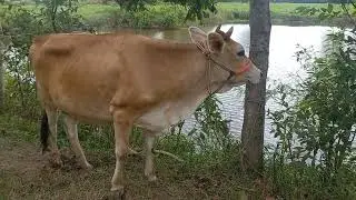 হাম্বা হাম্বা গরুর ডাক। Cow Sound। Cow Voice Amba Amba