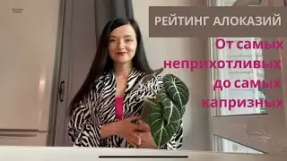 Рейтинг алоказий. От самых неприхотливых до самых капризных