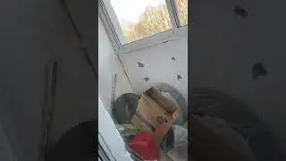 #Синичка #птичка опять залетела в гости к трем котам. Ты не умеешь выбирать квартиру?