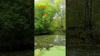 #природа#август2024 #саратовскаяобласть #лето#река