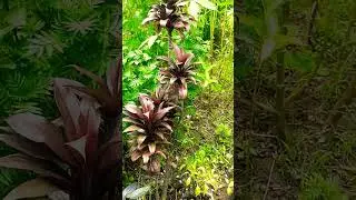 আমার সোনার বাংলা আমি তোমায় ভালোবাসি