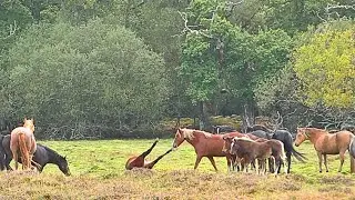 INJURED Pony Protected By Other Ponies