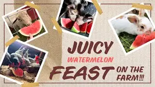 Refreshing Watermelon Feast For The Whole Farm!!!!