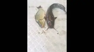 Уловы рыбаков в Рыбин Гуде