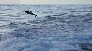 Mount Teide & Breaching Dolphins | Tenerife, Canary Islands, Spain
