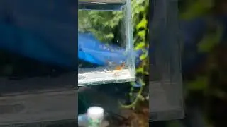 ornamental shrimp🦐🦐  farming  | yellow shrimps 
