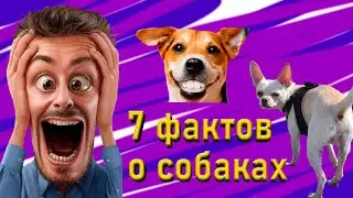 Факты о собаках ! Такого вы не знали: 7 Интереснейших фактов!!!