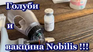 Голуби и вакцина Nobilis !!!