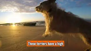 The West Highland White Terrier - Top Personality Traits, Characteristics, and Facts