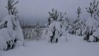 СНЕЖНЫЙ ЛЕС. Зимняя природа. КОСТРОМСКАЯ ОБЛАСТЬ.