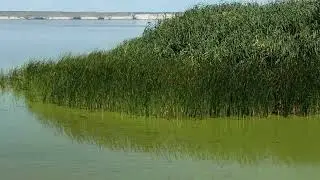 Волгоградское водохранилище цветёт.Приморск,24 августа 2024 года