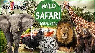 Six Flags Wild Safari Drive-Thru Adventure, Jackson, NJ| Must See attraction in New Jersey, USA 2024
