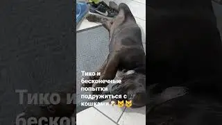 Тико начал таскать обувь на улицу и всё необходимое для своих игр 🐶🐶🐶