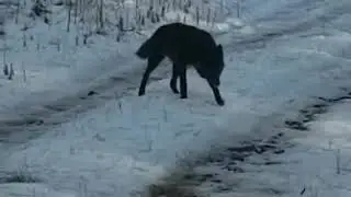 Black Coyote Spotted in Quantico VA 16 Jan 2019