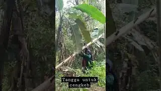 tangga menuju pucuk cengkeh# cengkeh#indonesia