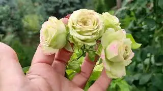 Роза Лавли Грин (Lovely Green) Флорибунда