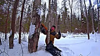 Февральским днём на поиск чаги.