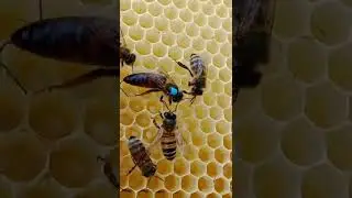 Необычная матка, у меня на пасеке 