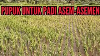 SOIL IMPROVEMENT FERTILIZER TO OVERCOME ACID RICE