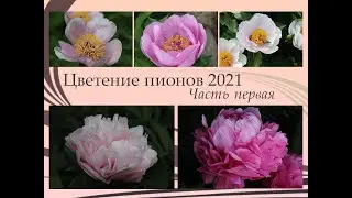 Пионы. Цветение 2021. Часть 1.