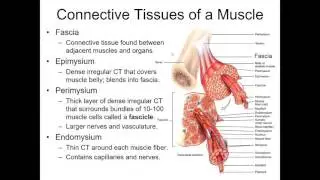 Muscle Tissue