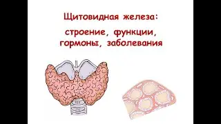 Щитовидная железа: строение, функции, гормоны, заболевания